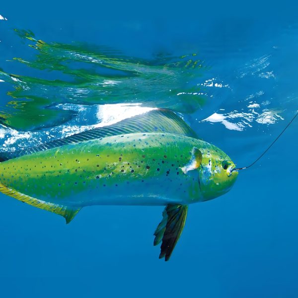 Live Bait Rigs - Image 7